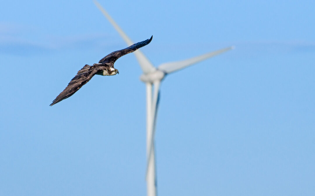 One Alberta coal unit put out 26.4x the amount of power of the entire fleet of hundreds of wind turbines