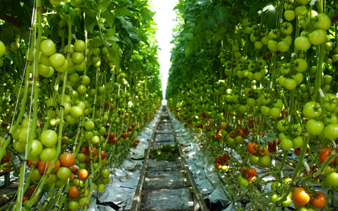 DEEP geothermal project gains a greenhouse, geothermal construction may begin this fall