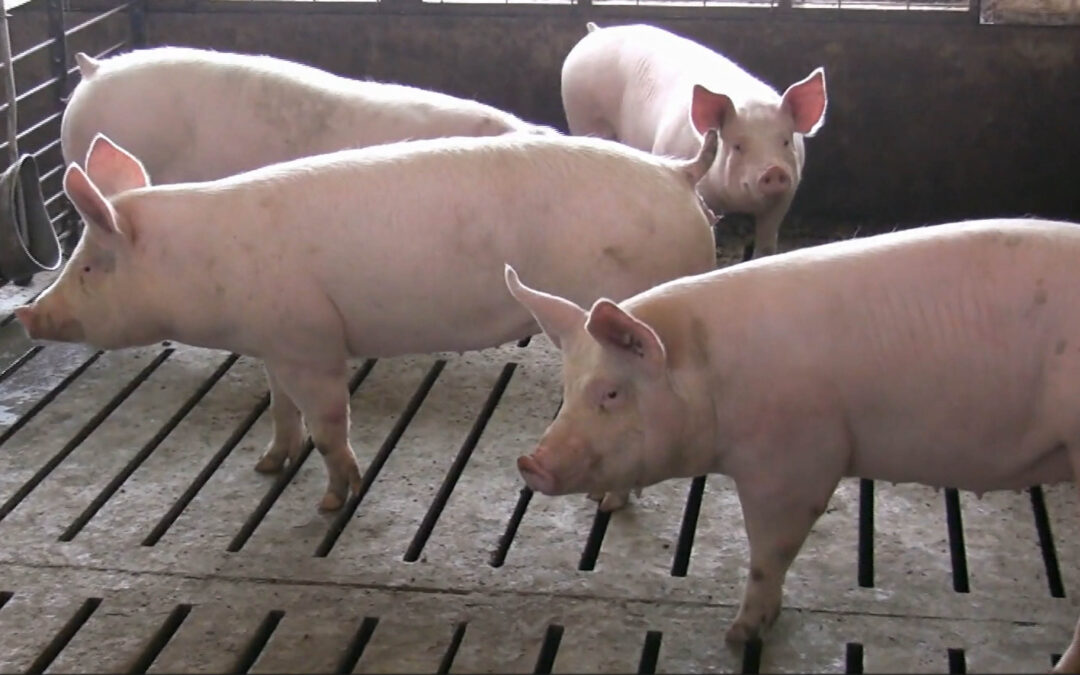 Michael Zwaagstra: Winnipeg Humane Society deserved to be kicked out