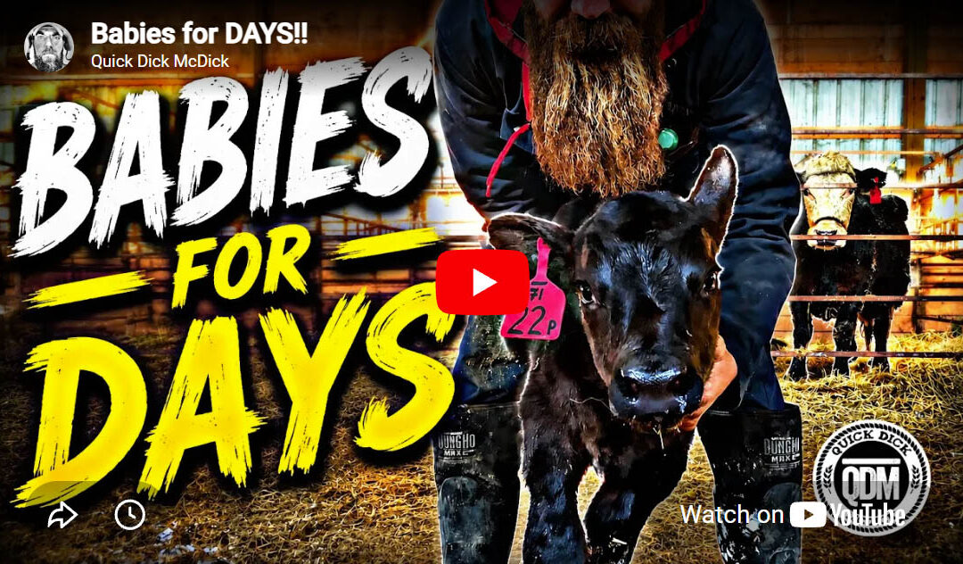 Quick Dick McDick: Babies for days! (Calving in all its icky glory)